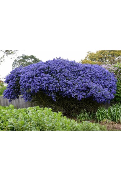Ceanothus Concha